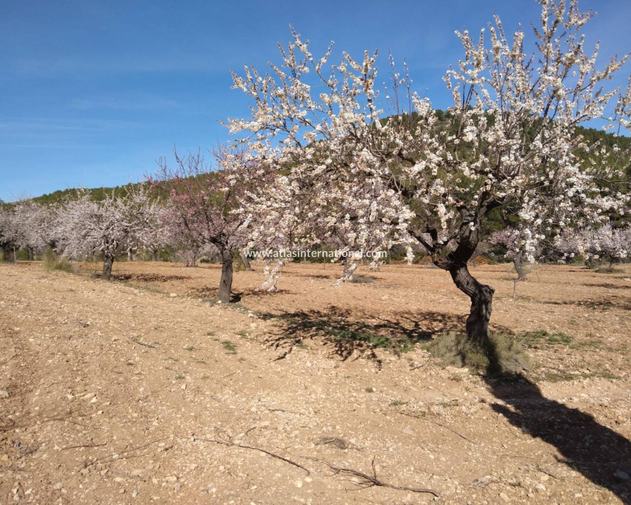 Finca - Herverkoop - Bullas - Bullas